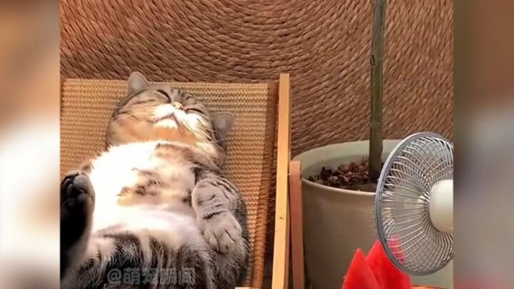 猫咪：摆烂一时爽，一直摆烂一直爽