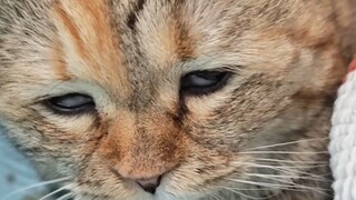 Càn quét không ai dám nhìn thẳng