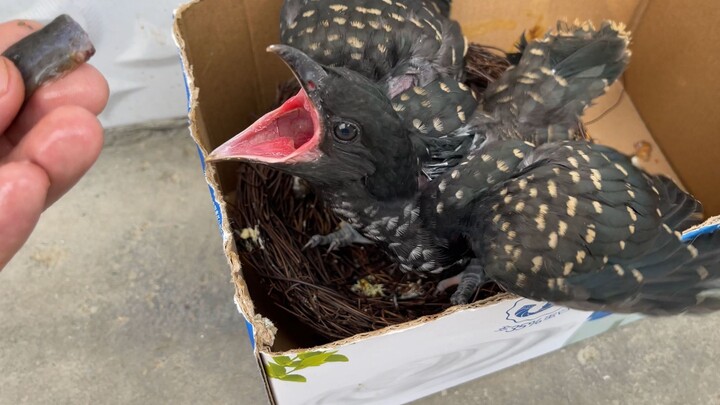 No wonder it's a raptor—always aggressive since it was young!