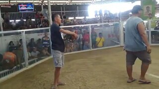 FOR CHAMPION 2 HITS USING ROUNDHEAD RAGBE LINES BULLSTAG
