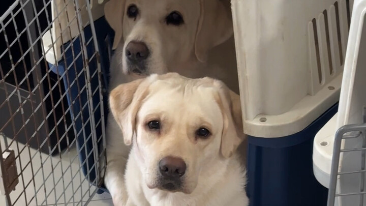 ما مدى تعلق الابنة الوحيدة بأمها؟