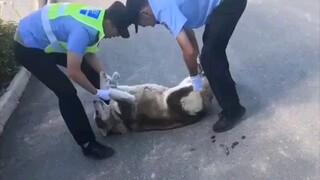 [Animals][Remix]Cute and confusing behaviors of huskies