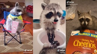 Raccoon side of Tiktok - Animal Compilation