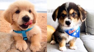 Baby Dogs - Cute and Funny Dog Videos Compilation #11 | Aww Animals