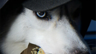 Siapa bilang aku gemuk? Selama pakaian yang kaukenakan cukup tebal, kau tidak akan bisa melihat lema