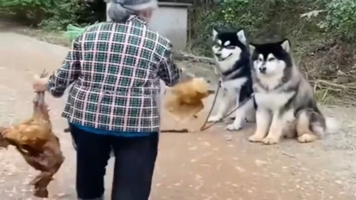 “这只狗……害我整整笑了三天三夜”