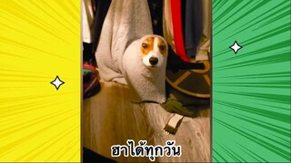 เรื่องตลกสุดฮา : ฮาได้ทุกวัน