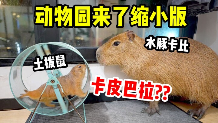 The ultimate capybara substitute? It’s the native field mouse!