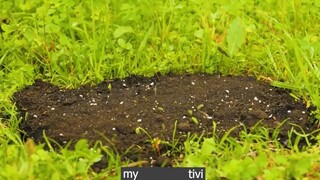 cuộc sống chúng ta cần cây cối p4 #mytivi