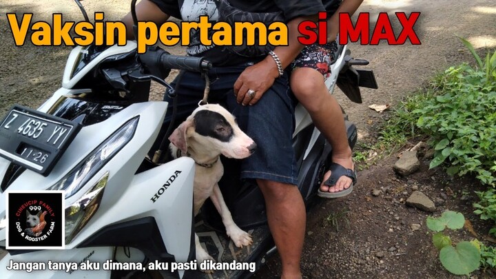 Si MAX wajib vaksin