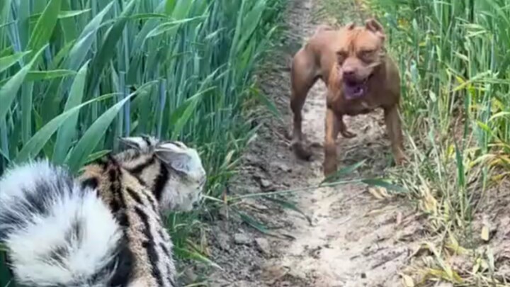 Doggy vs cat free makan malaysia ll