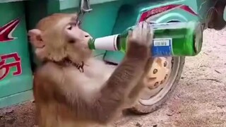 The monkey looks drunk!
