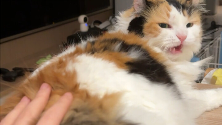 Meow, meow meow meow? Meow!