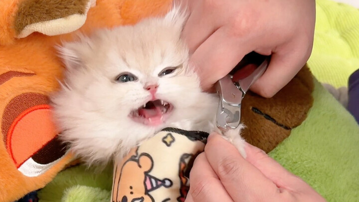 The little kitten’s first nail trim—put a ramen bucket on its head, and it乖乖听话!