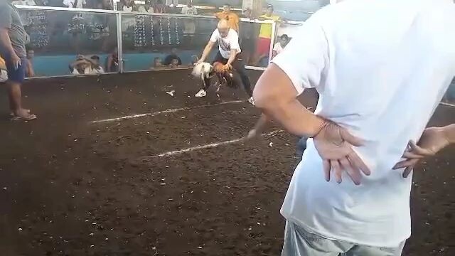 white knight Peruvian 9 months vs 3yrs old.unang panalo