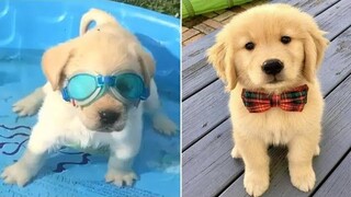 Funniest and Cutest Golden Retriever Puppies 30 - วิดีโอลูกสุนัขตลก 2020