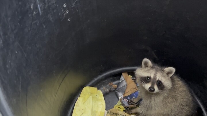 Tôi còn tưởng là gấu.