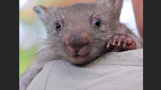 Wombat mungkin terlihat lucu, tetapi mereka memiliki kemampuan magis