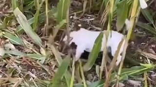 Kamu ini anjing yang kerja keras, aku tag kamu yang nggak kerja nih 😂