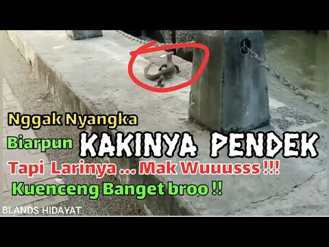 Busyeeet!! kakinya pendek tapi kenceng banget larinya broo || pemancing gemblung ngos ngosan