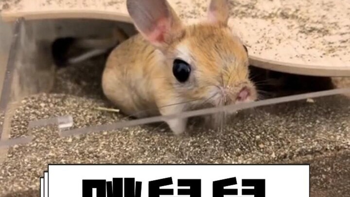 A mouse that grew up eating little cuties~