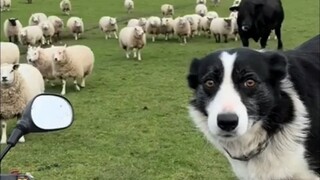 Handsome Border Collie shows off his sheepherding routine