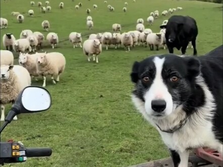 Handsome Border Collie shows off his sheepherding routine