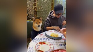 nụ cười khiến mọi cô gái phải gục ngã 😅😅😅 dogfunny dog pet yeuchomeo