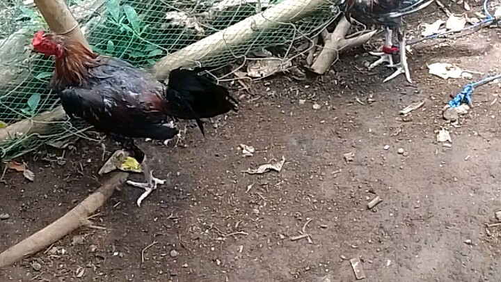 bagong paligo #chapsoylines#wala pang budget sa qualiting manok