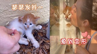 从警惕到相亲相爱——流浪小橘猫与小姐姐的相处历程