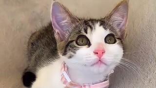 THE BEST CAT VIDEOS OF NOVEMBER😸 2021 - Try Not To Laugh Or Grin Challenge | YUFUS