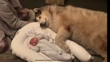 DOGS BONDING WITH NEWBORN BABY