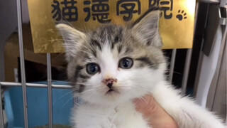 Rescuing a Mother Cat with Stomatitis