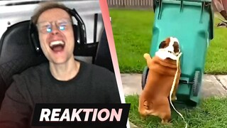 TRY NOT TO LAUGH 65.0 😂 | Reaktion