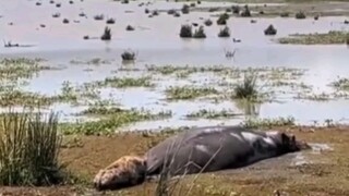 The vulture didn't go up, so don't you go up!