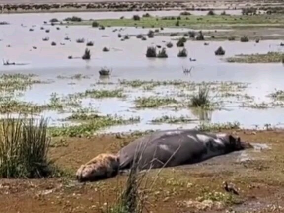 النسر لم يصعد، لا تصعد أنت أيضًا