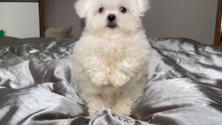 The little Bichon's grumbling sounds are just too adorable!