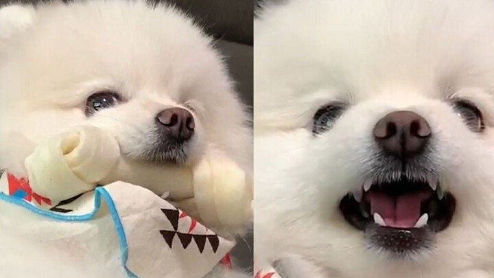 Whether as a puppy or now, it’s still the kind of little dog that can’t stand having its food snatch