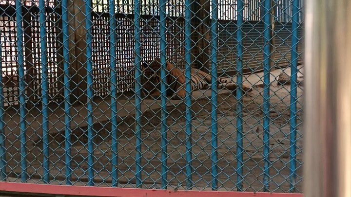 Royal Bengal tiger