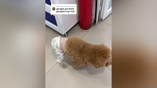 Trả lời   ẻm gianghan luôn r mn ạ😂😂 k hỉu s bó lại r mà vẫn đi được😂😂nguyenlinh_71298 pet chó_cưng