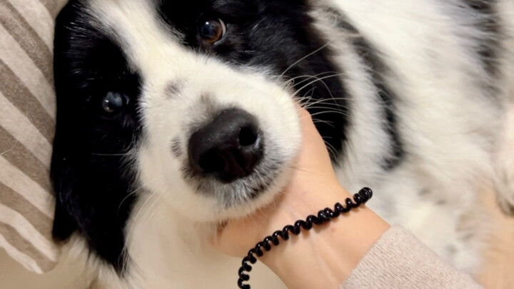 Border Collies may be super smart, but they’re also insanely jealous...