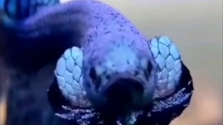 Aku membeli seekor ikan...