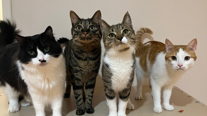 Tiga tahun berturut-turut, setiap tahun ada satu kucing yang mendarat di tangan saya...