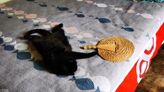 I realized that after I got an invisible cat, even the fan no longer belongs to me!