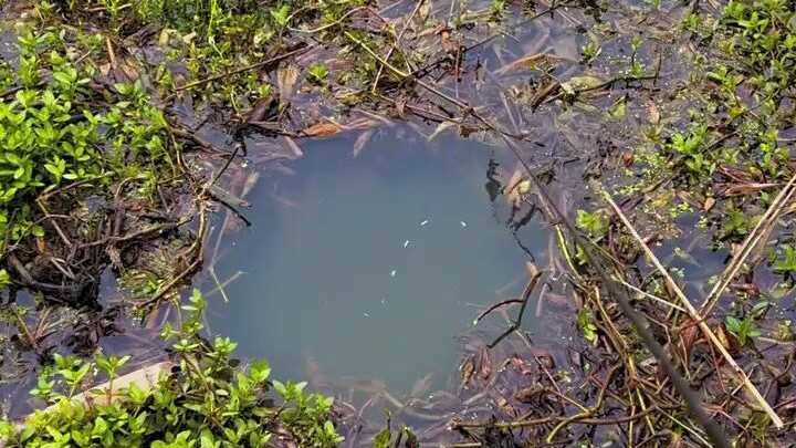 Ikan ini naik ke permukaan sambil terus menggerutu.