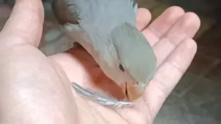 The little parrot gives me a feather to thank me