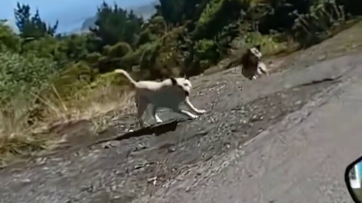 A top-tier game unfolds among the animals by the roadside.