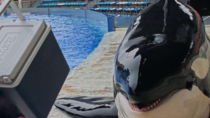 Have you ever seen a killer whale's smile?