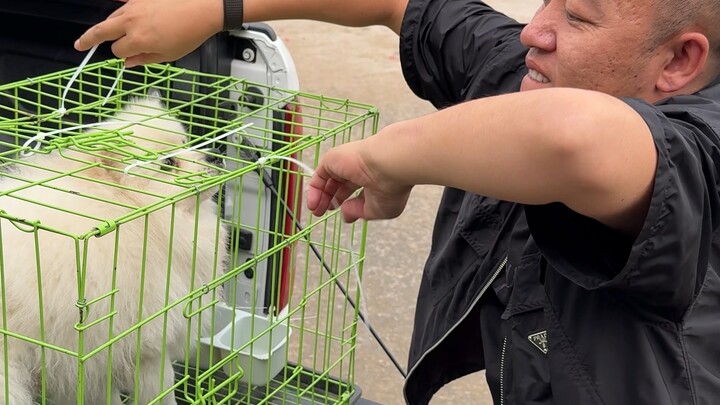 [Pan Hong’s Fun with Dogs] The latest video is here—check it out now!