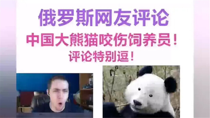 Russian netizens comment: Chinese giant panda bites and injures a zookeeper.